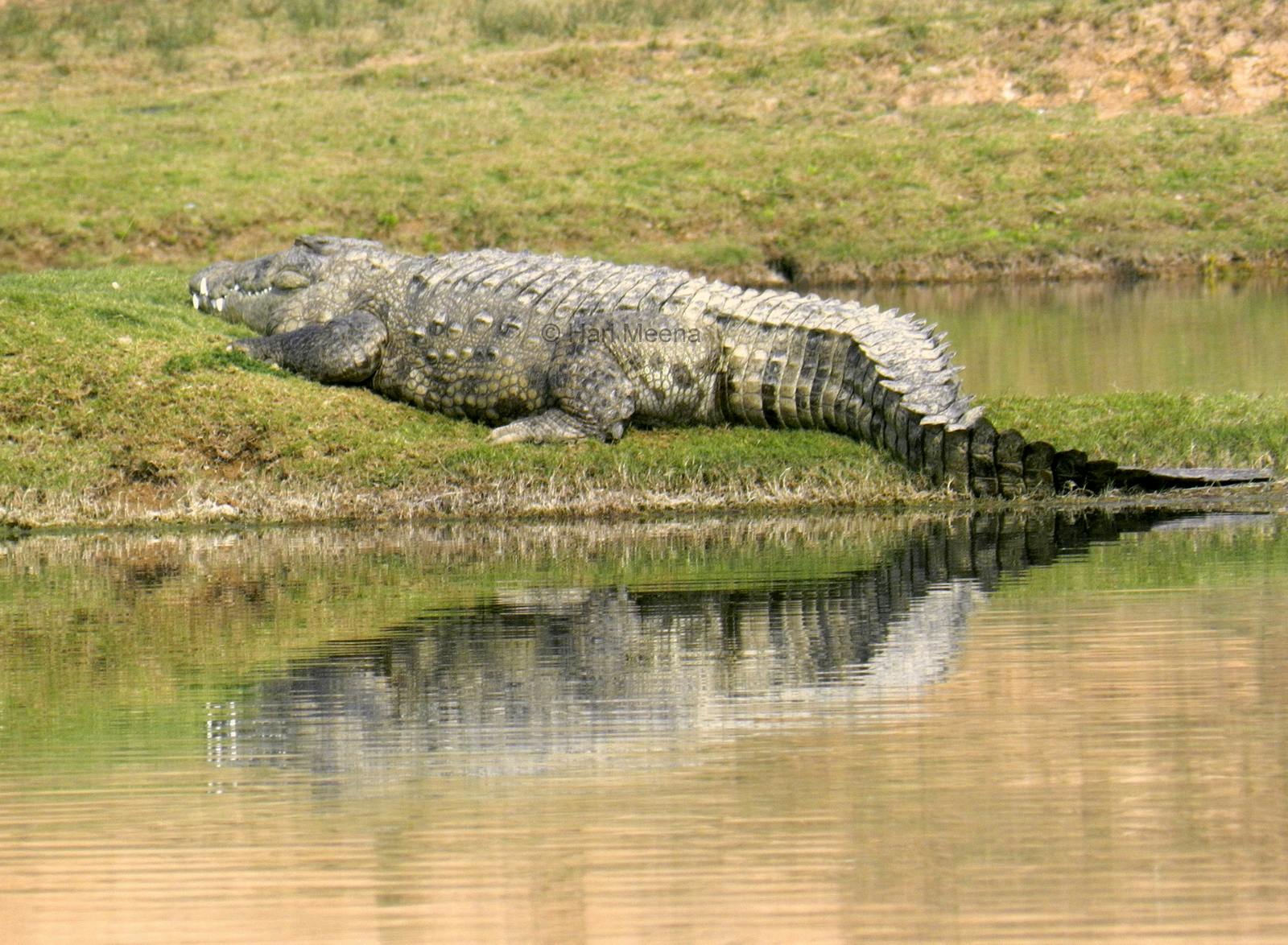 Experience a Crocodile Safari at Chambal River
